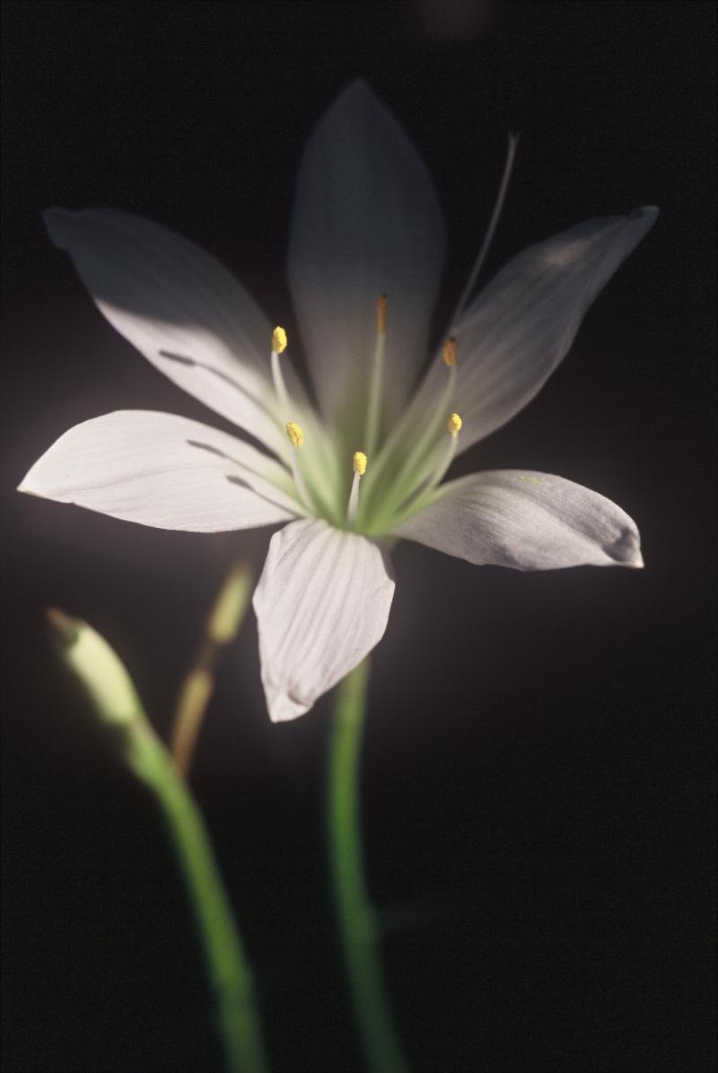 Jordan Funeral Home Page