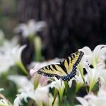 Atamasco Lilies and Tiger Swallowtail in Oconee National Forest